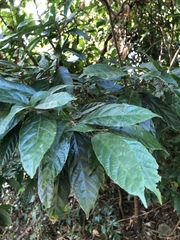 Ficus fistulosa