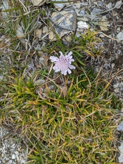 Scabiosa lacerifolia