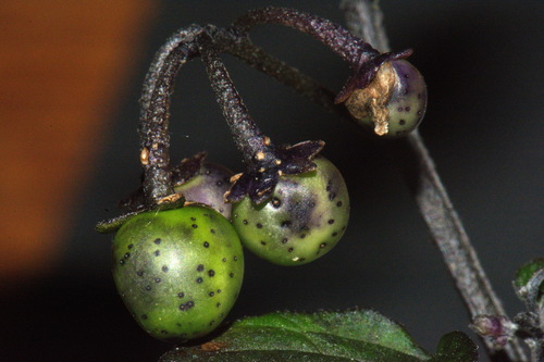 Solanum opacum