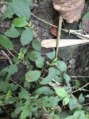 Boehmeria pilosiuscula