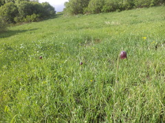 Fritillaria meleagroides