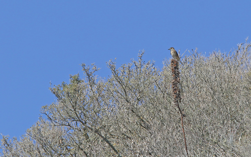 White-tailed Shrike-Tyrant (Agriornis albicauda)