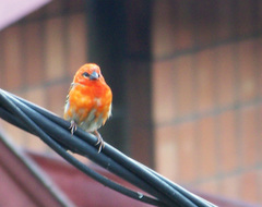 Foudia madagascariensis