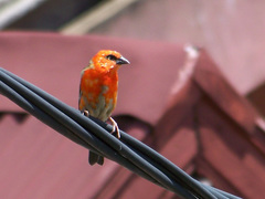 Foudia madagascariensis