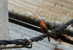 Foudia madagascariensis