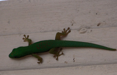 Phelsuma lineata