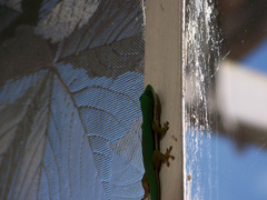 Phelsuma lineata