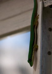 Phelsuma lineata