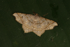 Macaria perpendiculata