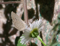 Zizeeria knysna knysna