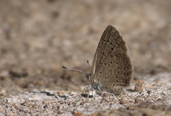 Zizeeria knysna knysna