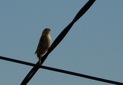 Foudia madagascariensis