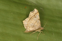 Macaria perpendiculata
