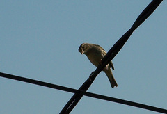 Foudia madagascariensis