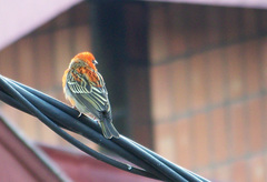 Foudia madagascariensis