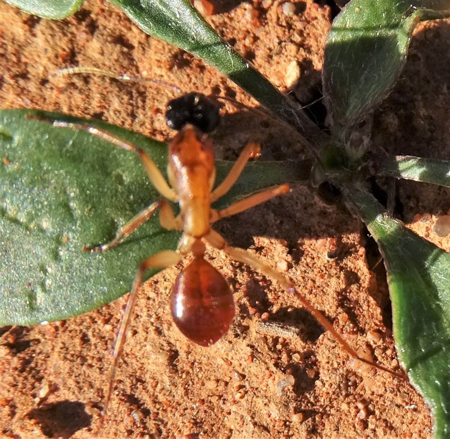 Camponotus loweryi