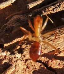 Camponotus loweryi