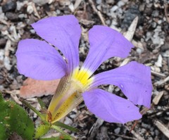 Scaevola calliptera