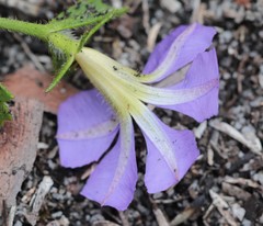 Scaevola calliptera