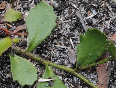 Scaevola calliptera