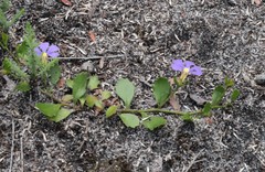 Scaevola calliptera