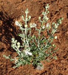Teucrium racemosum