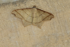 Macaria triplicaria