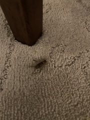 Gryllodes sigillatus