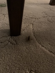 Gryllodes sigillatus