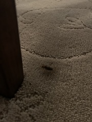 Gryllodes sigillatus