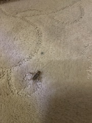 Gryllodes sigillatus