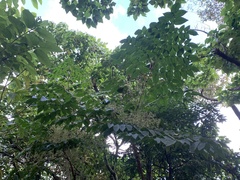 Aralia chinensis