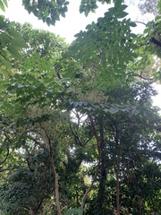 Aralia chinensis