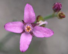 Boronia spathulata