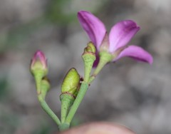 Boronia spathulata