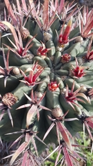 Ferocactus recurvus recurvus
