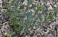 Boronia spathulata