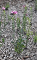 Boronia spathulata