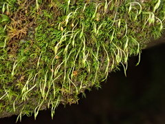 Blindiadelphus recurvatus