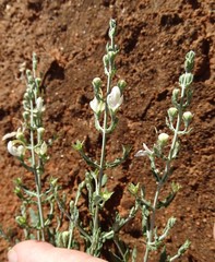 Teucrium racemosum