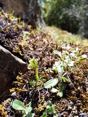 Pterostylis tanypoda