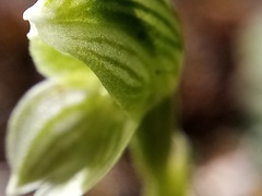 Pterostylis tanypoda