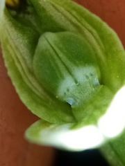 Pterostylis tanypoda