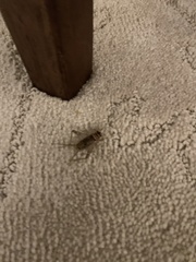 Gryllodes sigillatus