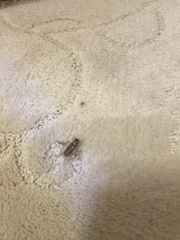 Gryllodes sigillatus