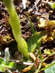 Pterostylis tanypoda