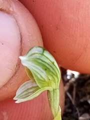 Pterostylis tanypoda