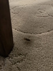 Gryllodes sigillatus