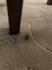 Gryllodes sigillatus