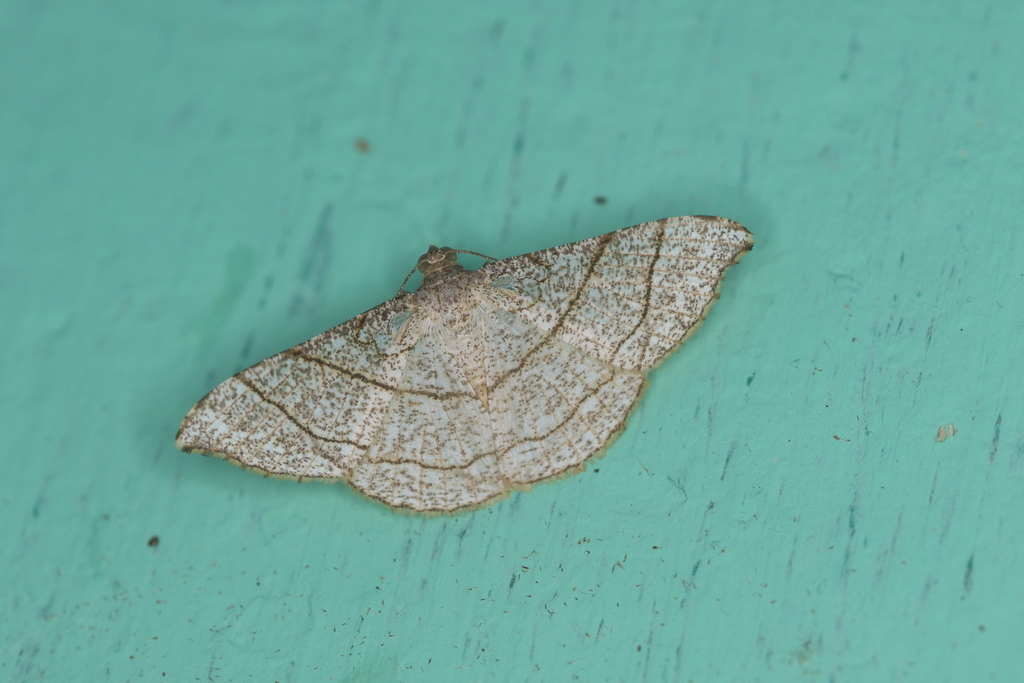 Semiothisa divergentata